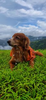 Dog looking away on field