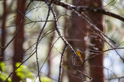 Close-up of dry leaves on fence