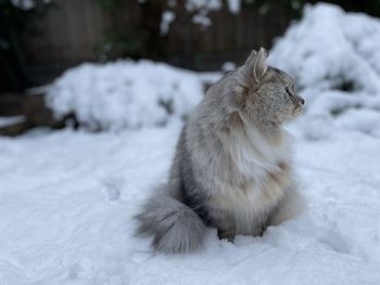 Close up  of cat in the snow in backyard in london. siberian cat playing in garden in the snow