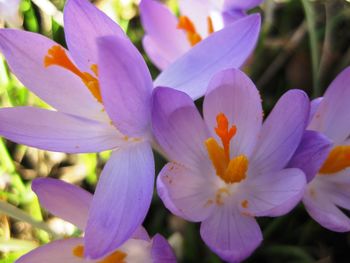 Close-up of purple flower