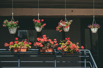 Flower pots hanging on potted plant