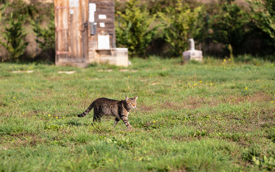 Cat on field