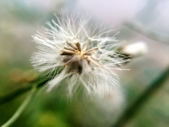 Close-up of dandelion flower