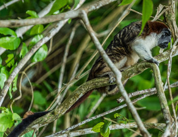 Close-up of a bird on branch