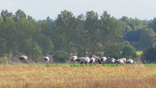 Horses in a field