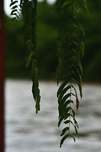 Close-up of fresh green leaves in lake