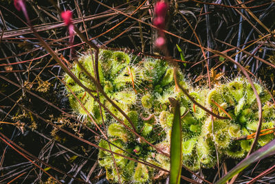 Close-up of cactus plant growing on field