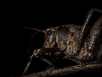 Close-up of insect against black background