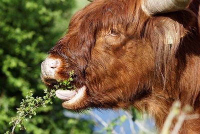 Close-up of highland cattle