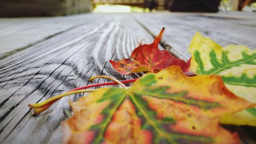 Close-up of maple leaf on red leaves