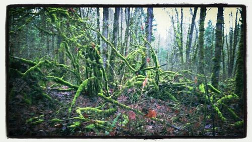 Plants growing in forest