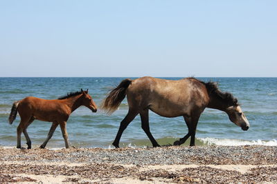 Horses on the sea shore against clear sky