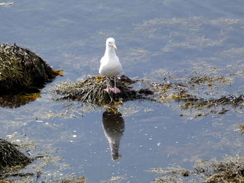 Seagull perching on rock in lake