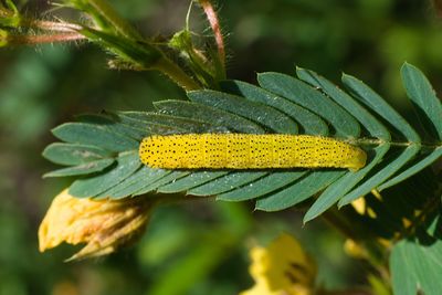 Close-up of yellow leaves on plant