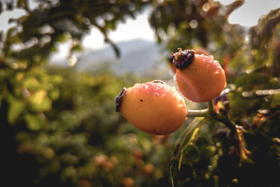 Close-up of fruits on tree