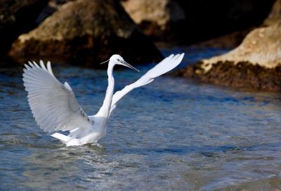 White bird flying over sea