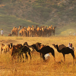 large group of animals