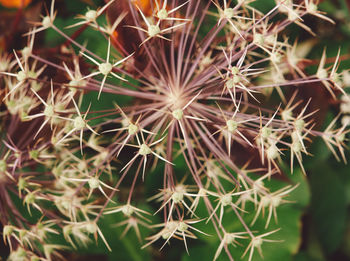 Close-up of plant against blurred background