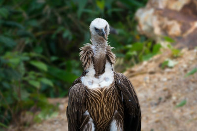 Close-up of eagle