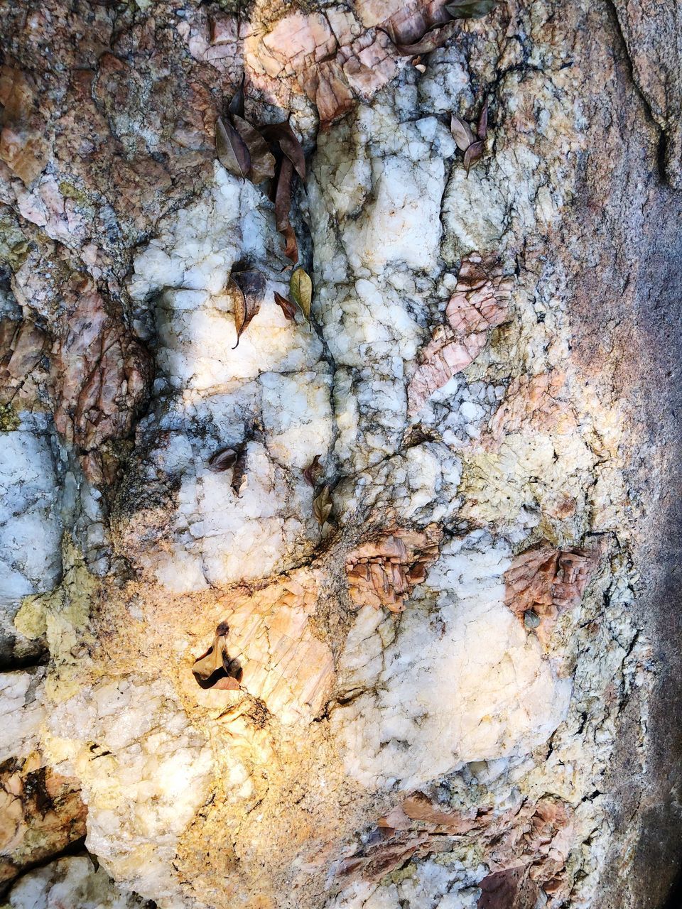 FULL FRAME SHOT OF TREE TRUNK ROCKS