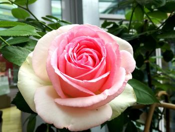 Close-up of pink rose