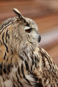 Close-up of owl looking away