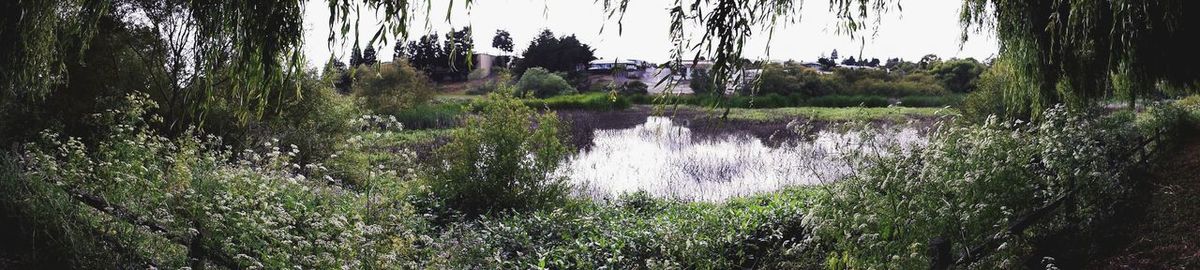 Scenic view of pond