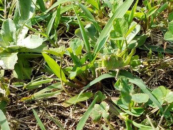 Close-up of plants growing on field