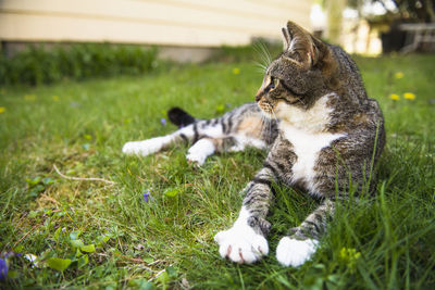 Housecat playing in the yard and garden