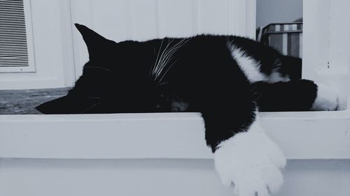 Close-up of cat relaxing on floor
