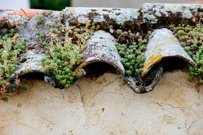 Close-up of moss covered wall