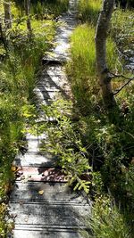 Scenic view of grass and trees