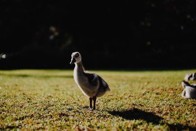 View of a bird on field