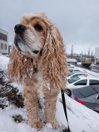 Close-up of dog against sky