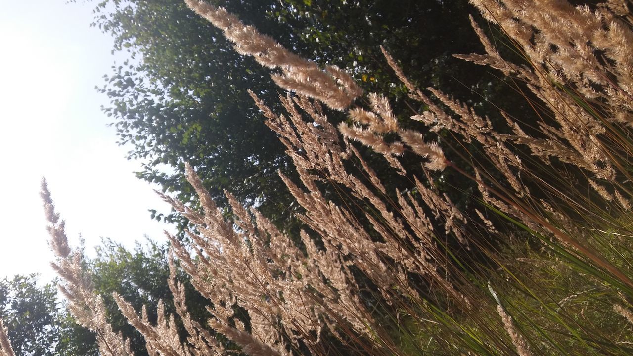 LOW ANGLE VIEW OF TREES GROWING IN FOREST