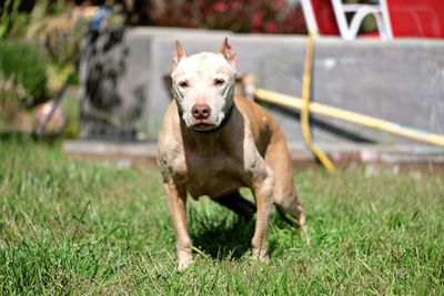 Portrait of dog running on grassy field