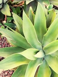 Close-up of fresh green plant