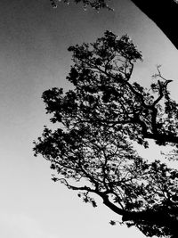 Low angle view of trees against sky