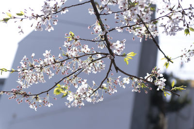 Low angle view of cherry blossoms in spring