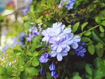 Close-up of purple flowering plant