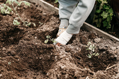 Female hands senior woman planting seedlings sprouts vegetable plant tomatoes in soil in a garden