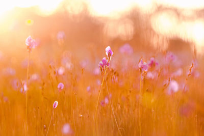 Close-up of pink flowering plants on field