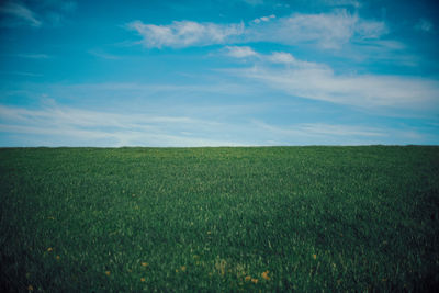 Scenic view of agricultural field against sky