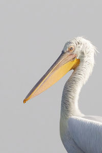 Close-up of pelican against white background