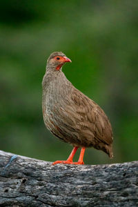 Red-necked spurfowl turning head on dead log