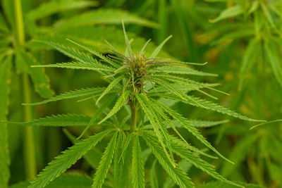 Close-up of caterpillar on plant