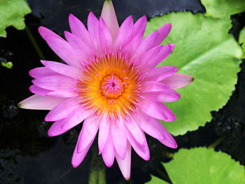 Close-up of pink flower