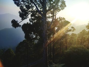 Trees in forest against sky during sunset