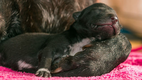 Close-up of a dog sleeping