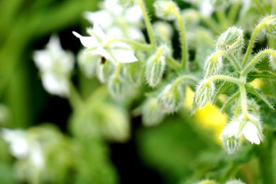 Close-up of plant